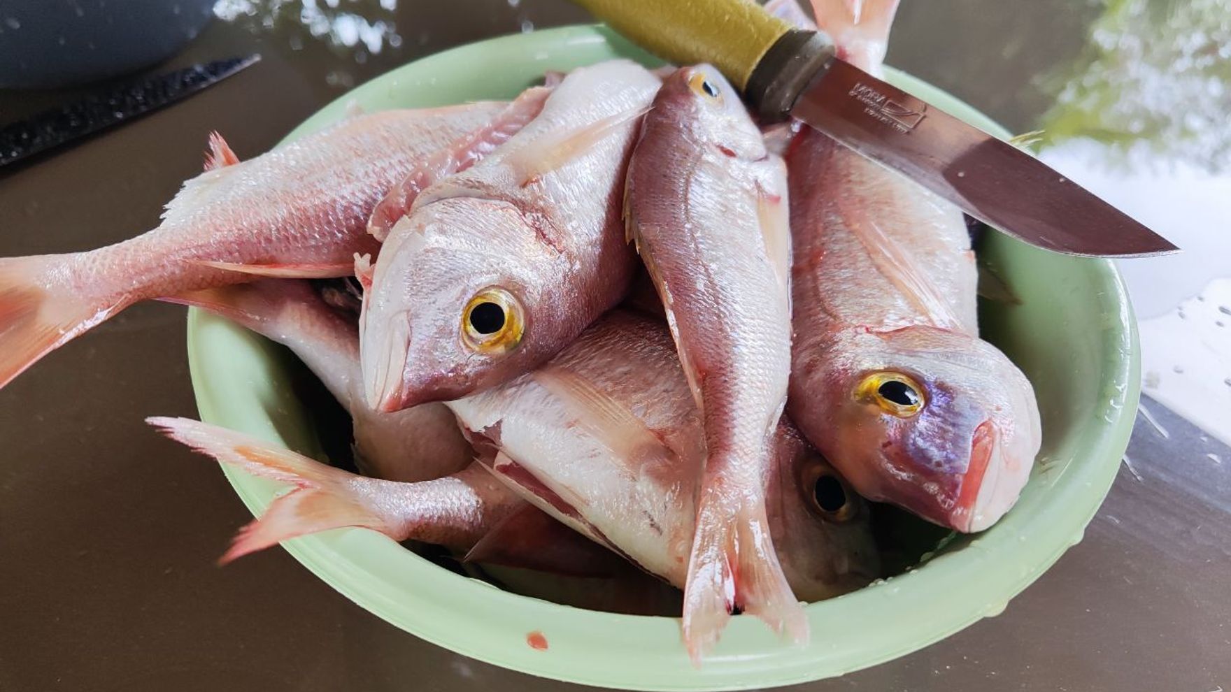 Fishing for litrini in Limassol