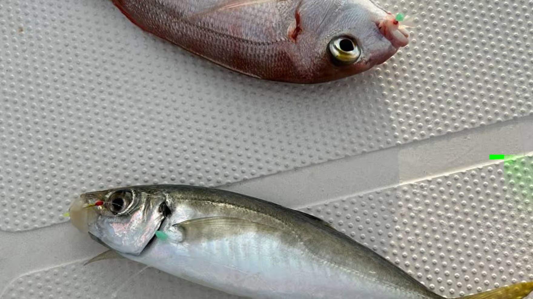 Family Fishing for Dentex in Limassol