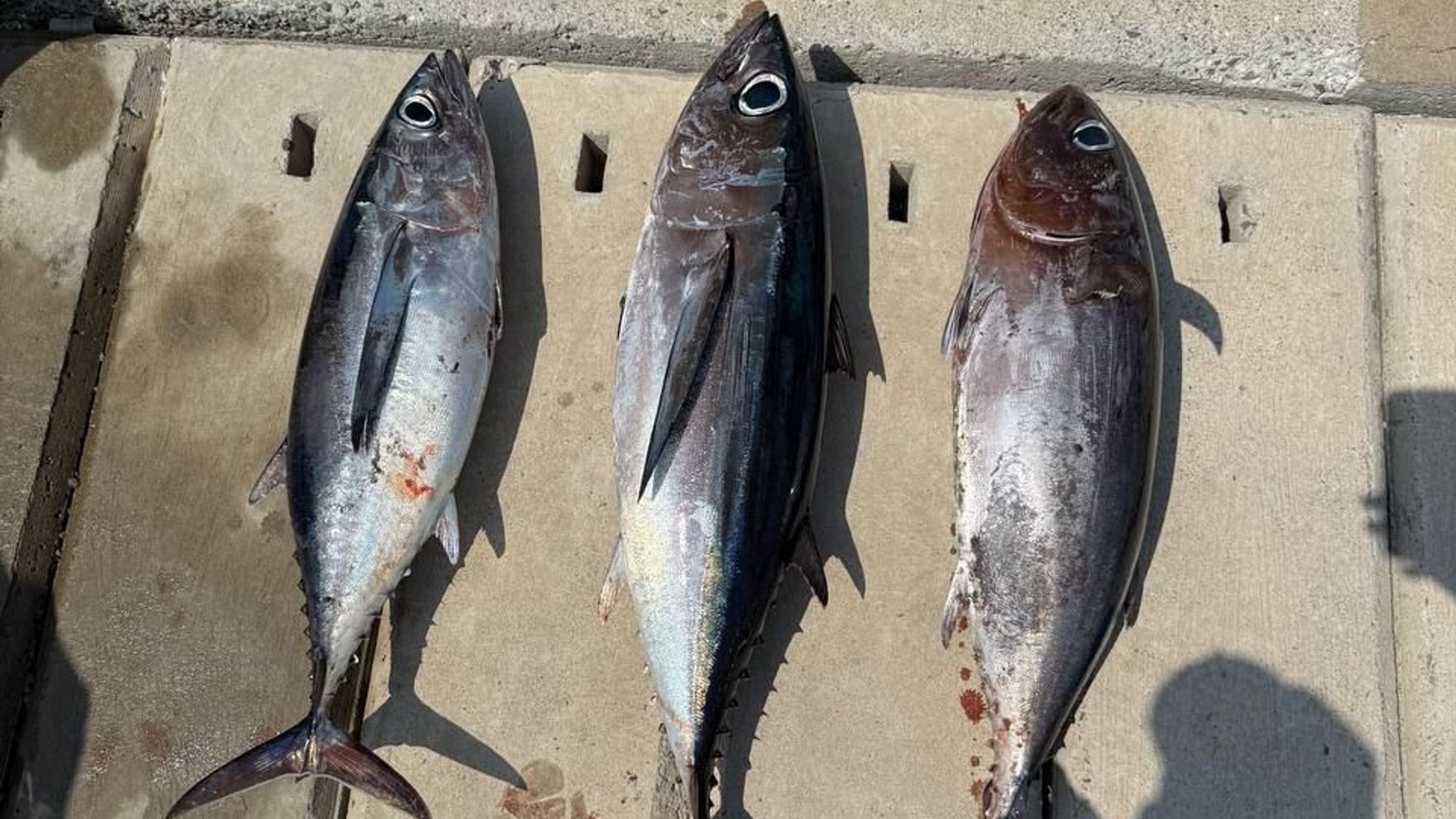 Tuna fishing with a motor boat in Cyprus