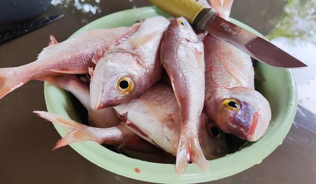Family Fishing for Dentex in Limassol